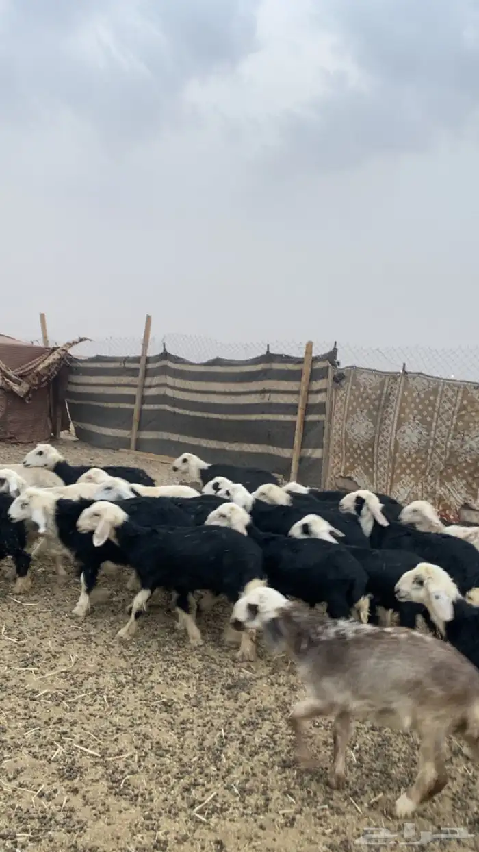 البيع بهم نجد العدد 23 6