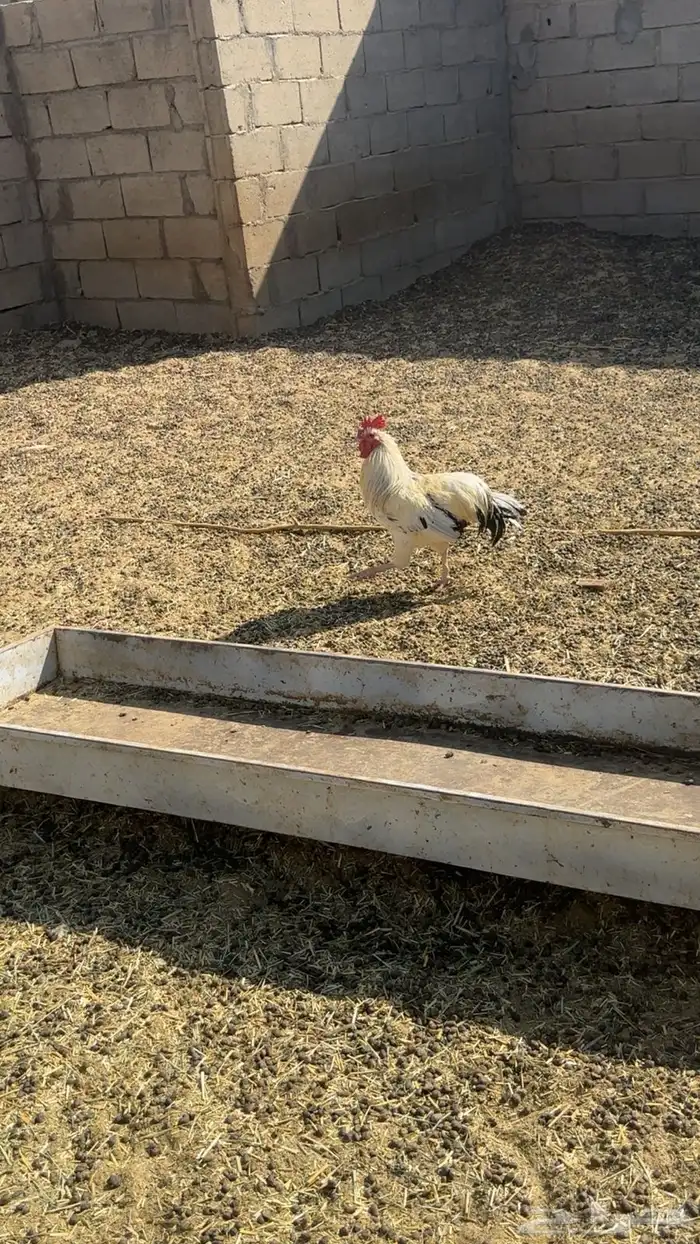 دجاج للبيع 1
