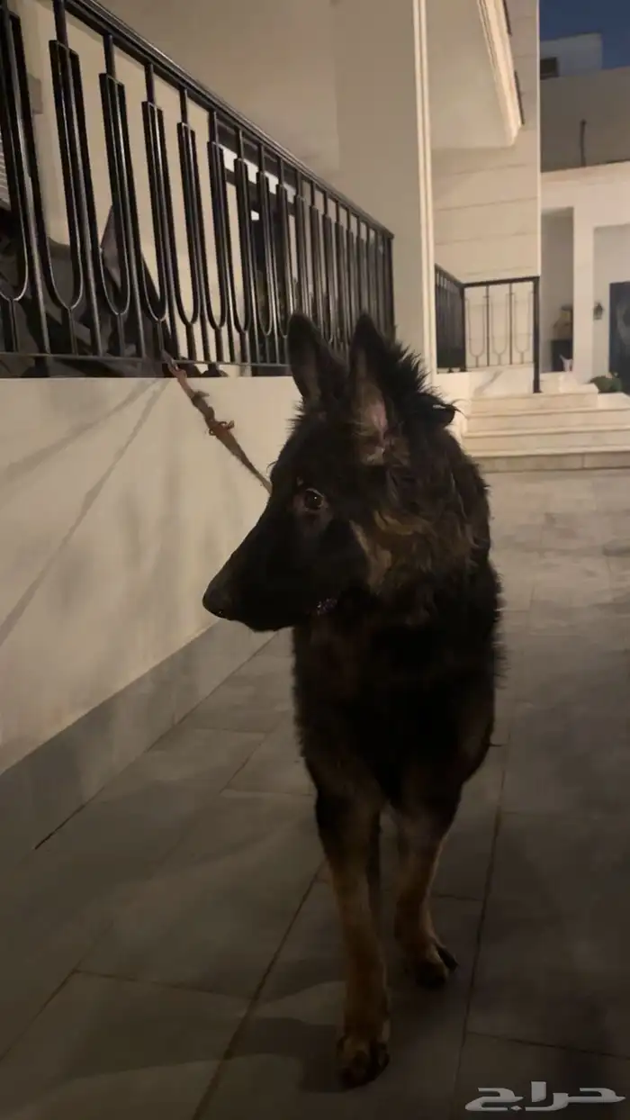 كلب للبيع مستعجل 1