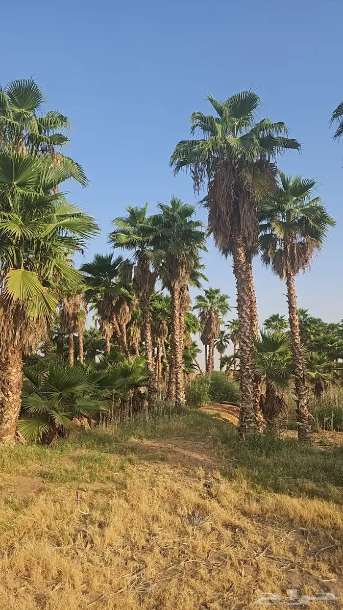 نخيل ملوكي نخيل جوز الهند نارجيل نخيل واشنطني 21