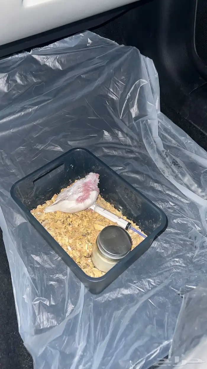 كروان البينوا اليف 1