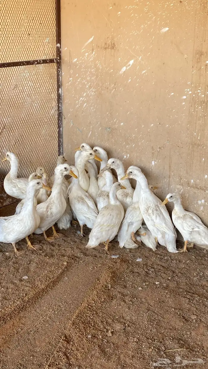 بط بكيني لاحم 0