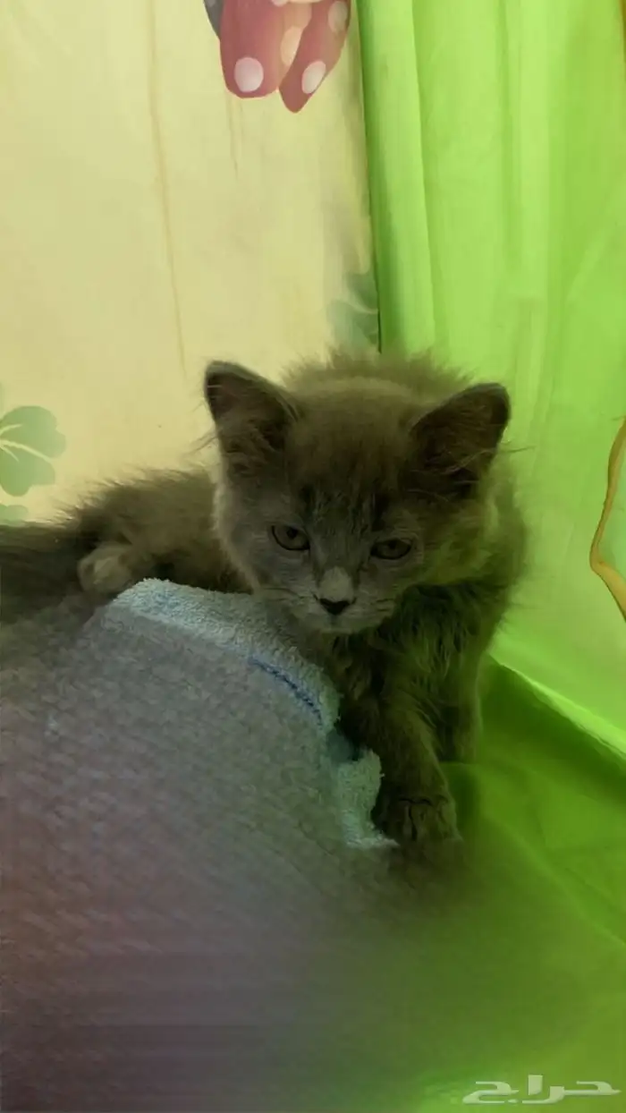 قطتين شيرازي  2 واحد أنثى والثاني ذكر وبدون تطعيم ( للتبني) 0