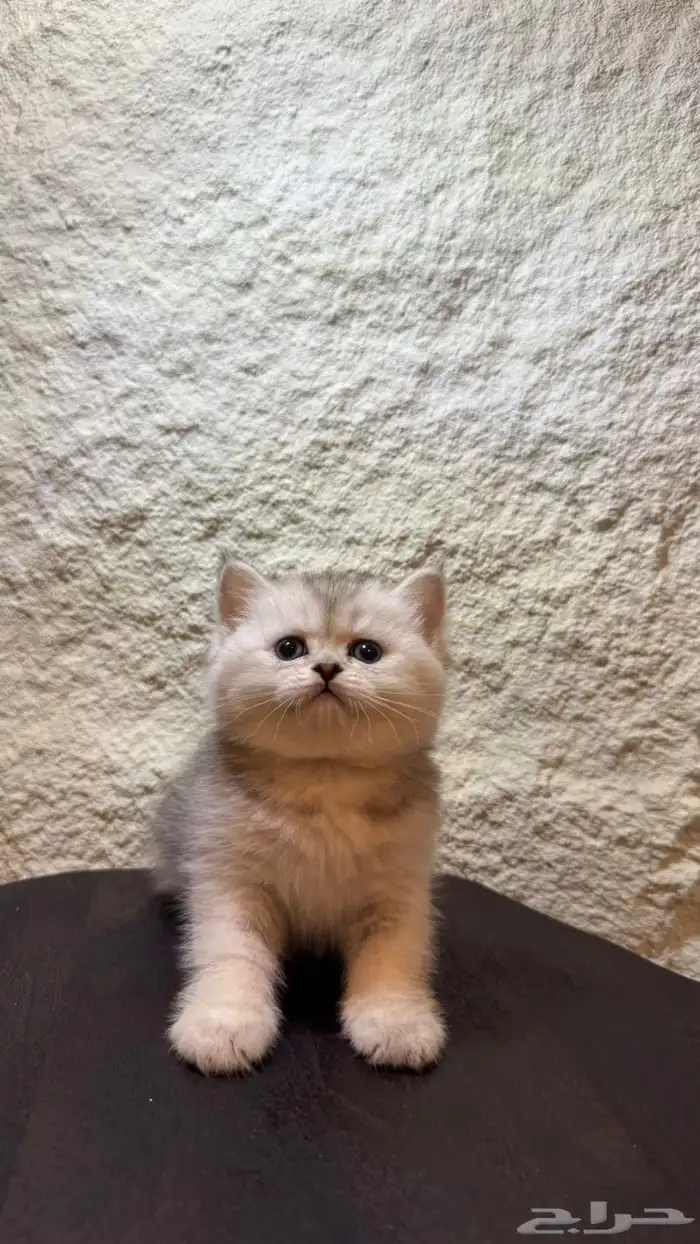 قطط سكوتش تربل فولد وبرتش للحجز 3