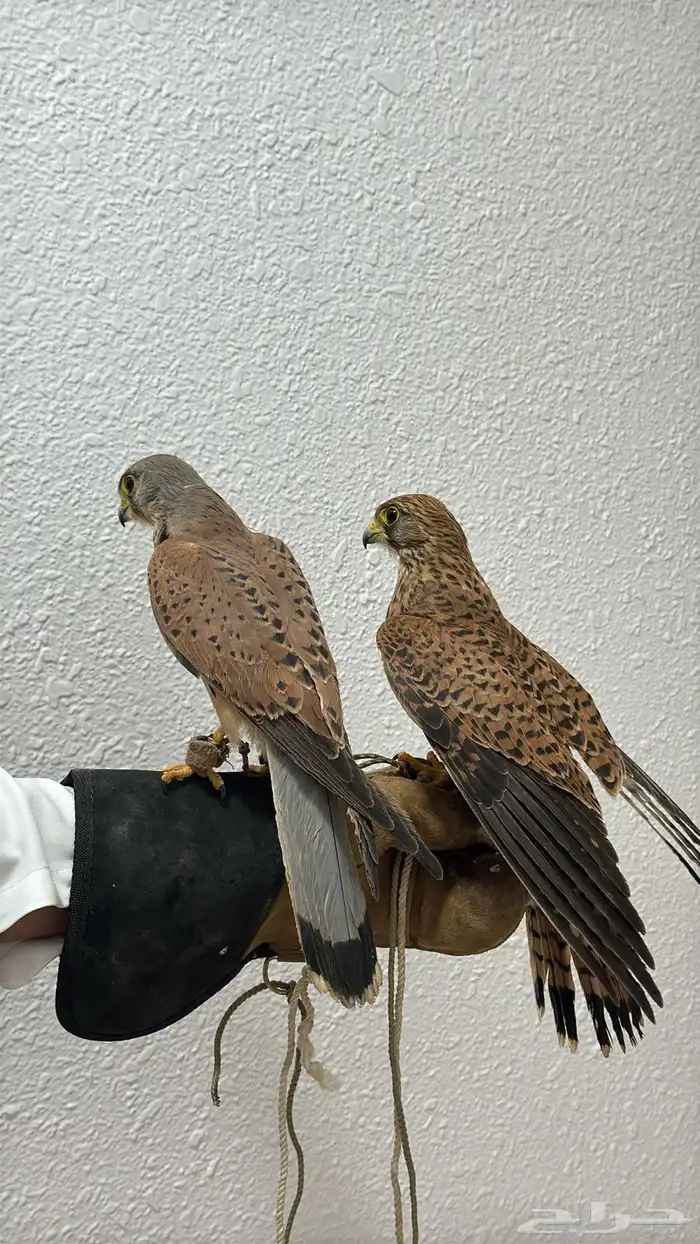 طير بأشق للبيع 0