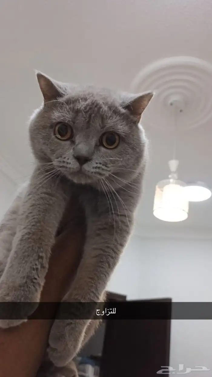 يتوفر ذكور للتزاوج سكوتش وبيكي فيس مستويات جميله والوان 3