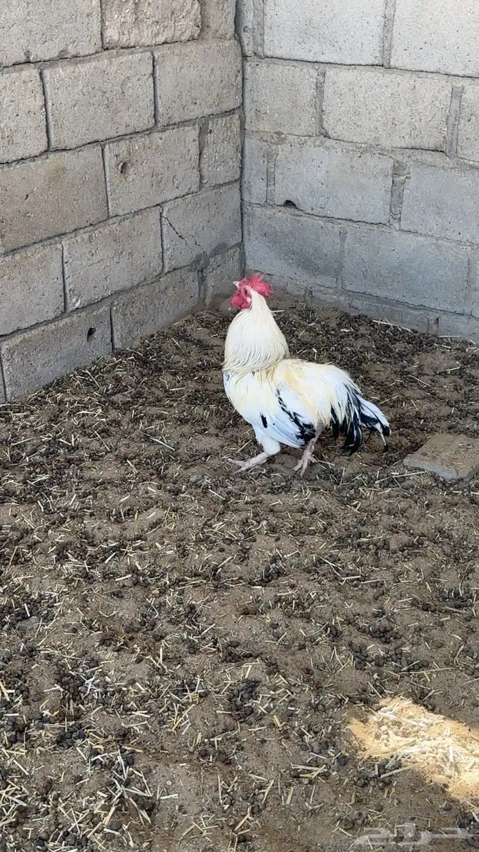 دجاج للبيع 0
