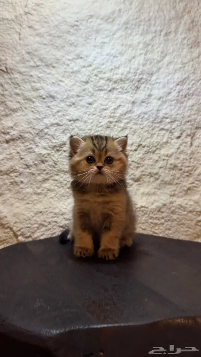 قطط سكوتش تربل فولد وبرتش للحجز 5