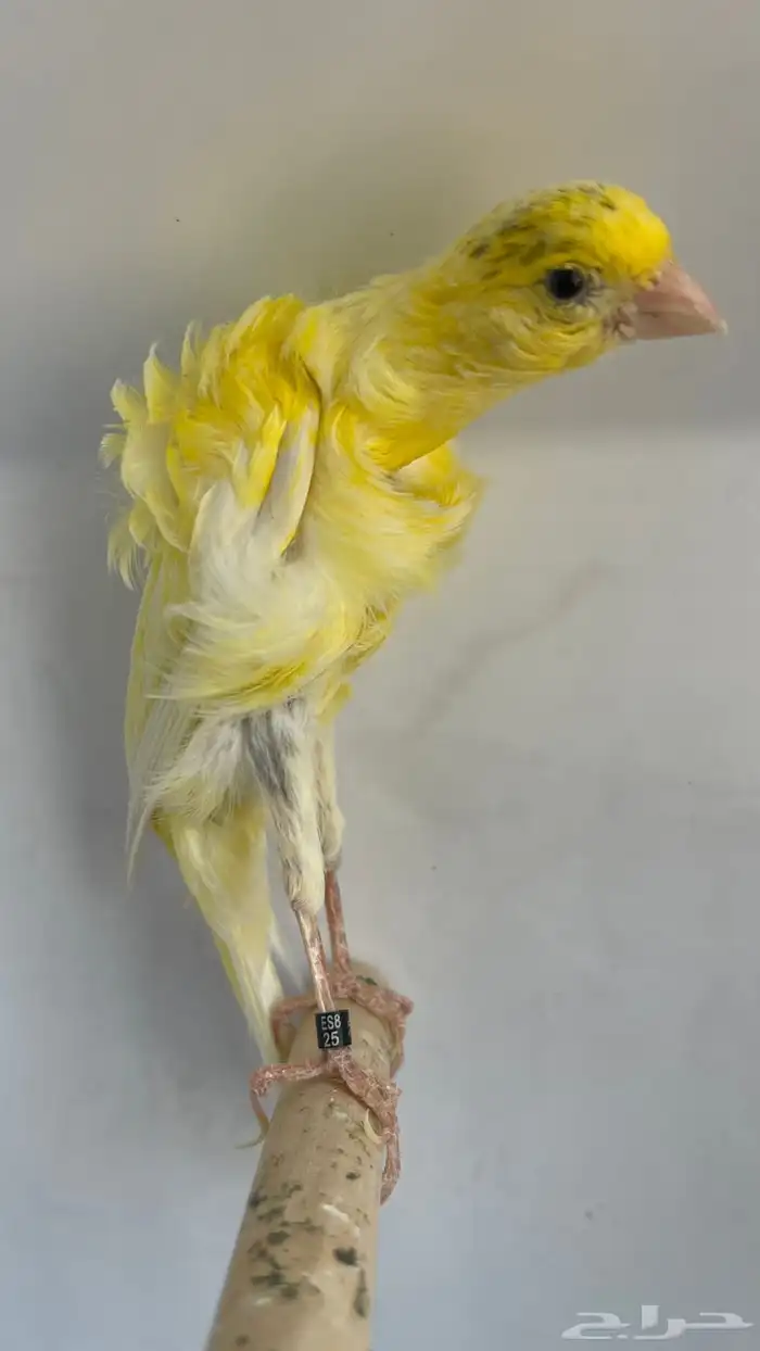 كناري جوسوب كوبرا مستوى خورافي وتغريد شرطط حريقه. 1