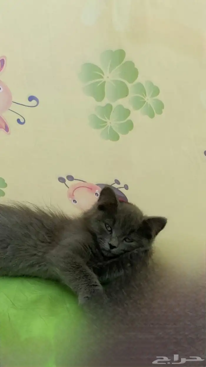 قطتين شيرازي  2 واحد أنثى والثاني ذكر وبدون تطعيم ( للتبني) 1