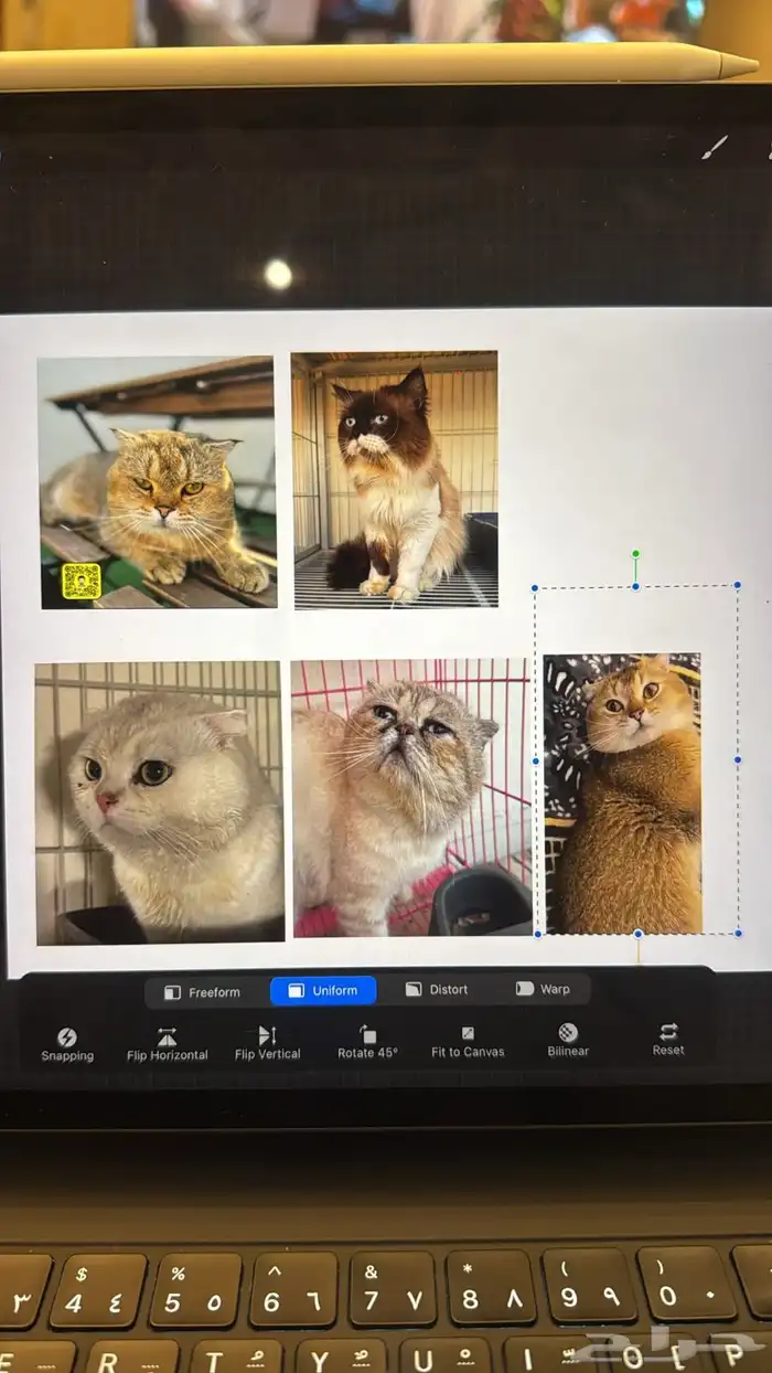 يتوفر ذكور للتزاوج سكوتش وبيكي فيس مستويات جميله والوان 5