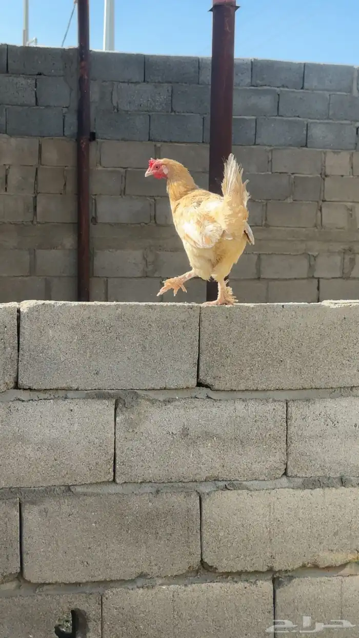 دجاج للبيع 2