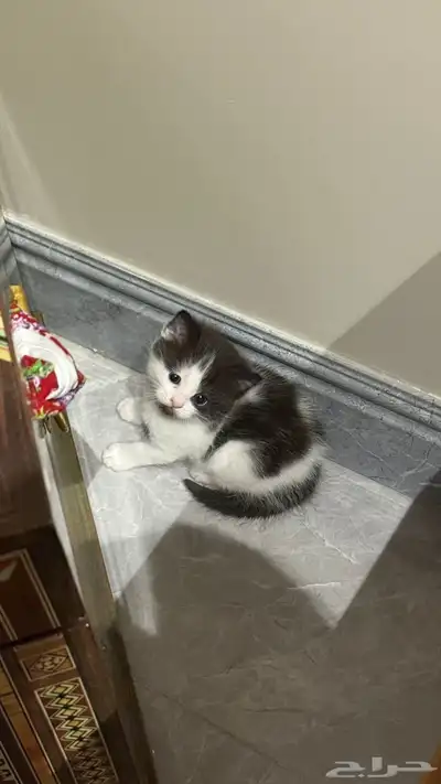 للبيع قطة انثى هملايا index