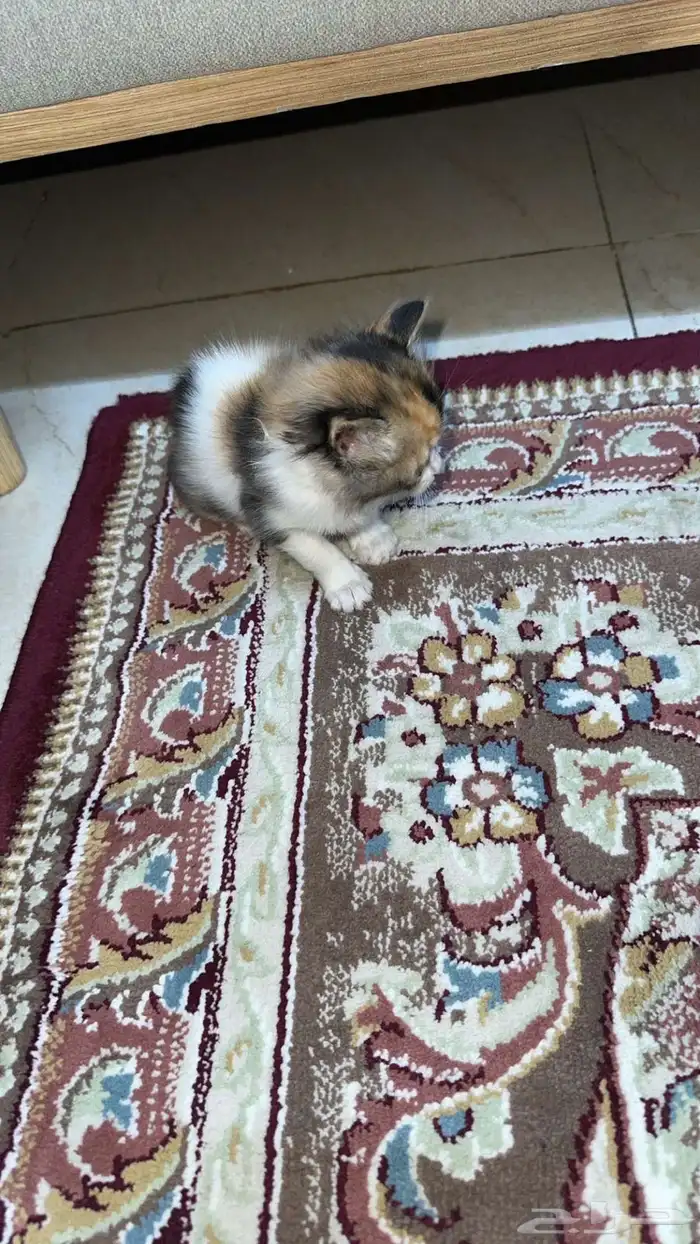 قطه كتن لتبني 2