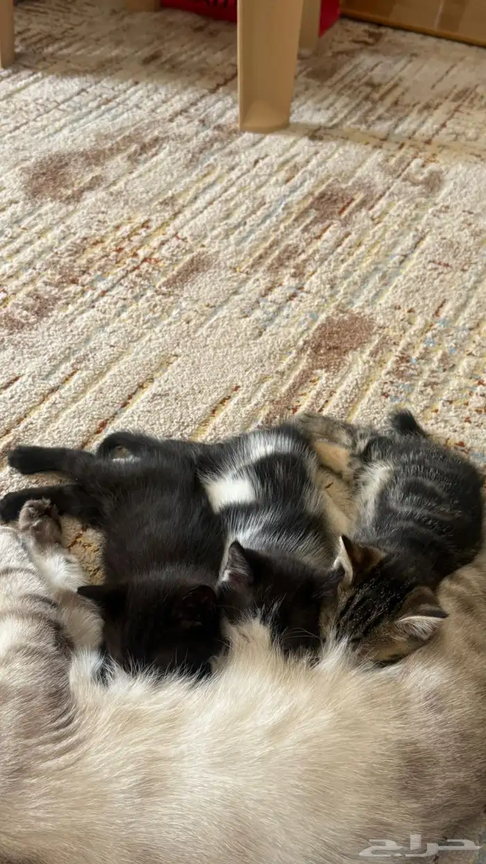 للبيع قطة انثى هملايا 3