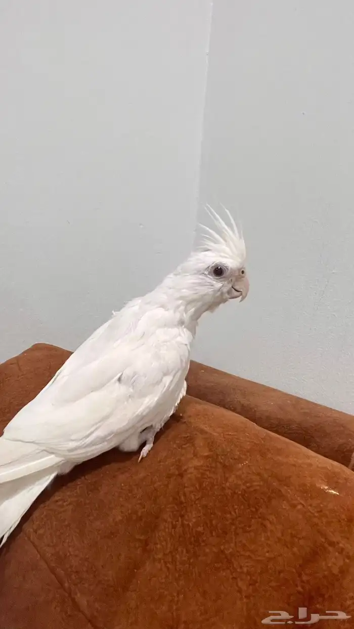 كروان البينوا اليف 0