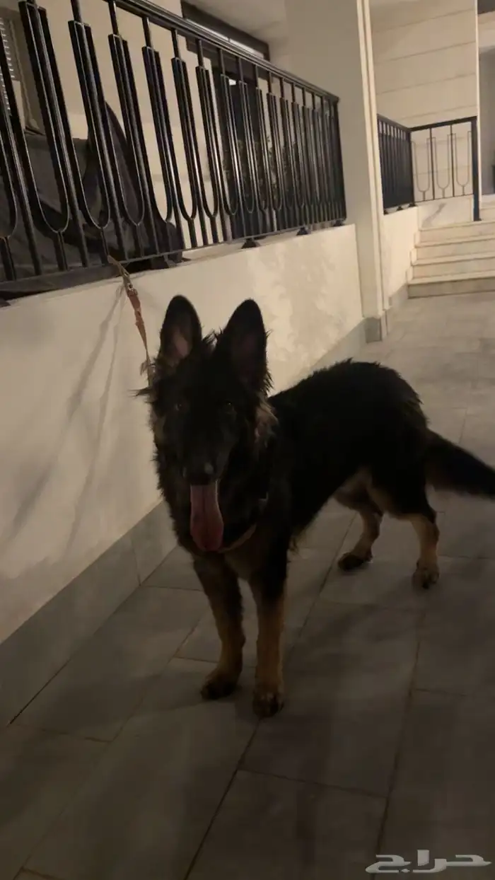 كلب للبيع مستعجل 3