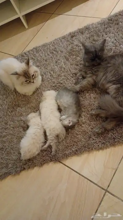 قط انثى ذكر هملايا بيور للبيع index