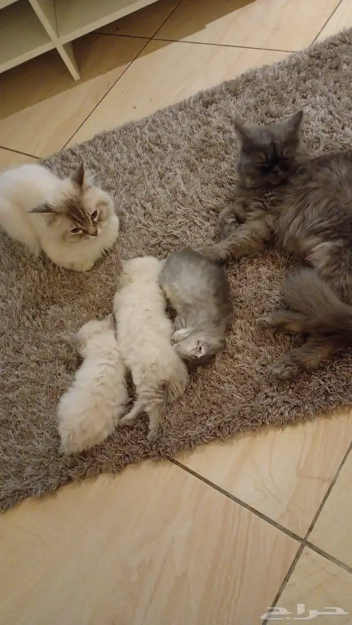 قط انثى ذكر هملايا بيور للبيع 1