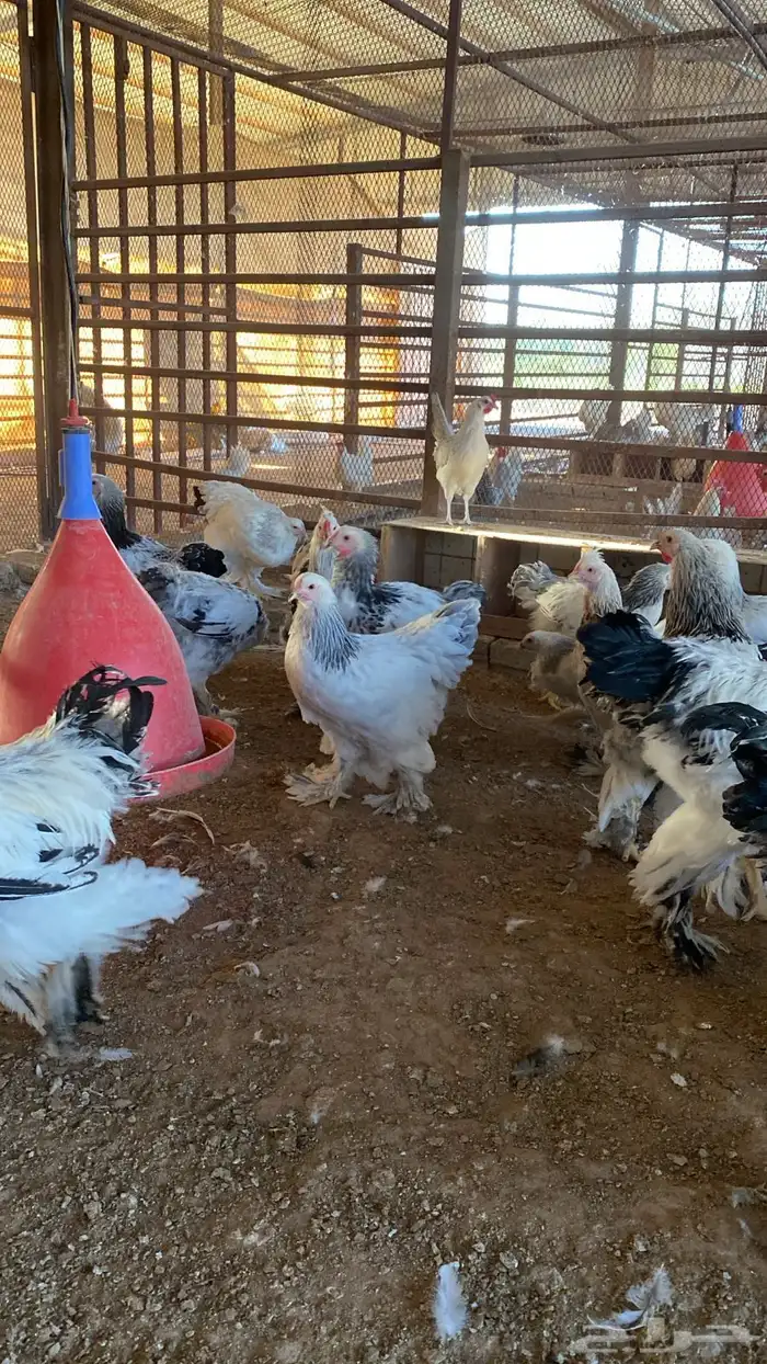 دجاج براهما 5