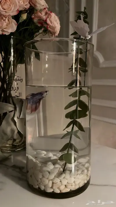 للبيع سمكه الفايتر index