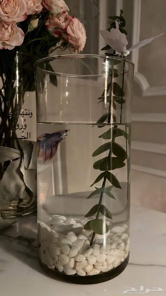 للبيع سمكه الفايتر 1