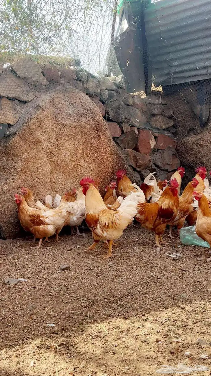 دجاج تركي اصفر واحمر 0