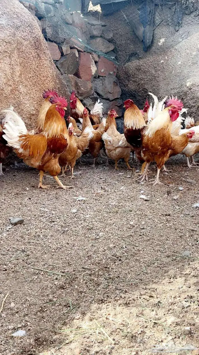 دجاج تركي اصفر واحمر 1