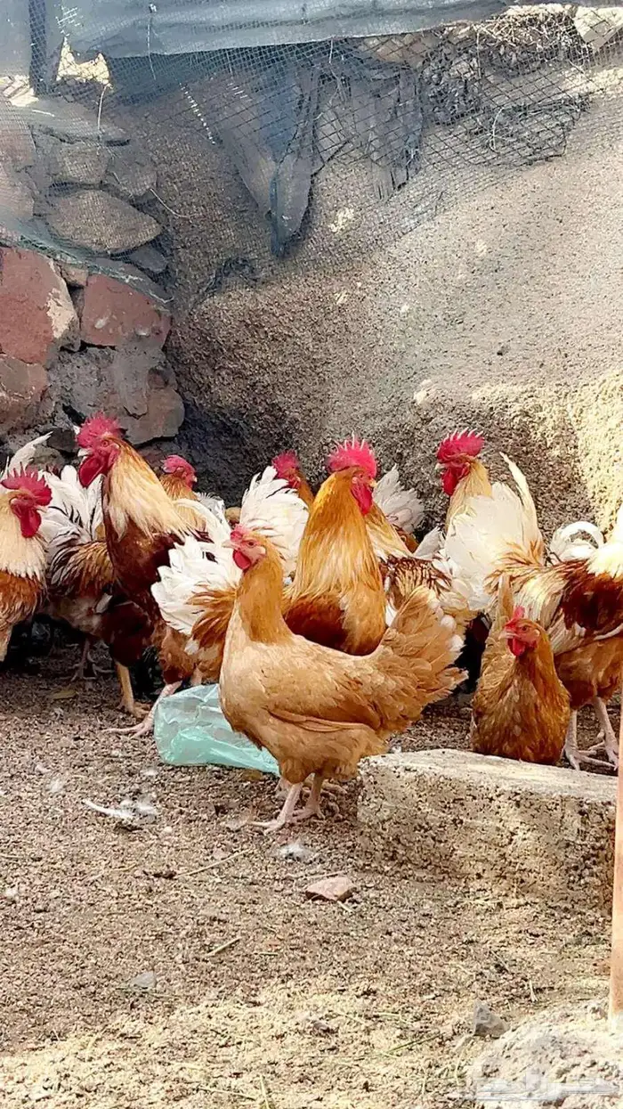 دجاج تركي اصفر واحمر 2