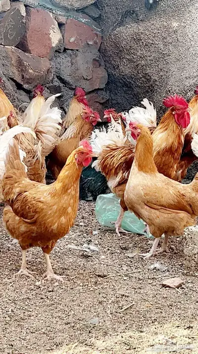 دجاج تركي اصفر واحمر index