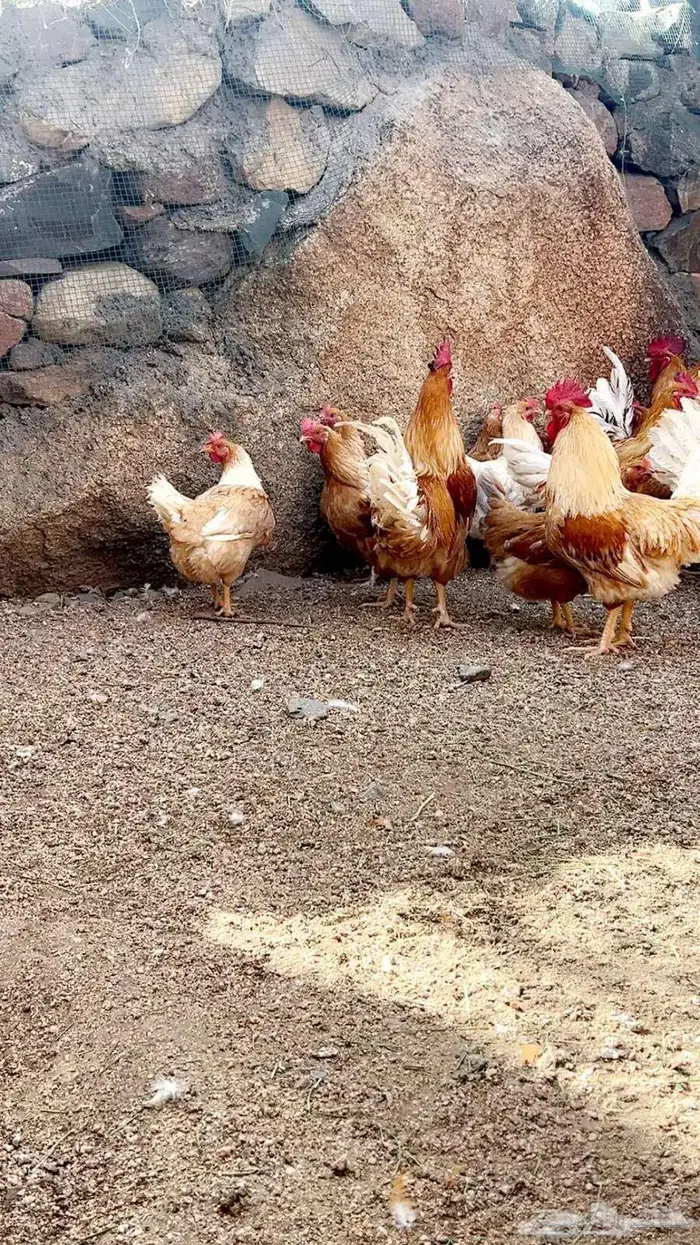 دجاج تركي اصفر واحمر 4