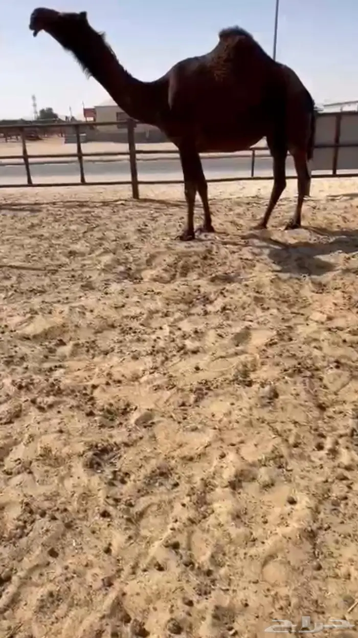 لقحه كفو جذعه 2