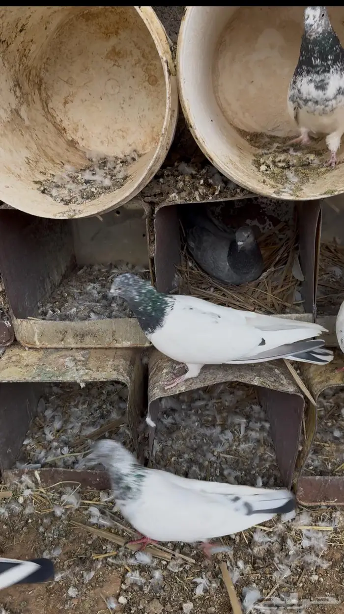 حمام باكستاني 1