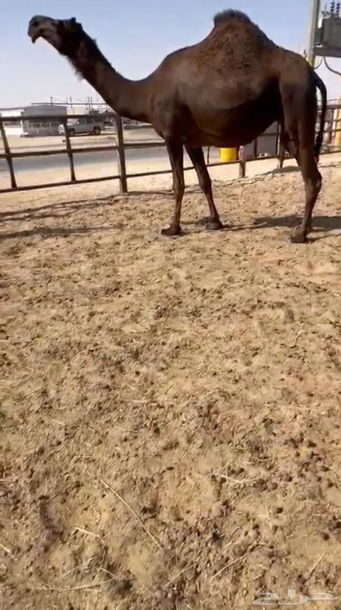 لقحه كفو جذعه 0