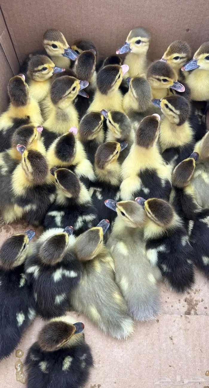 صوص بط مسكوفي 0