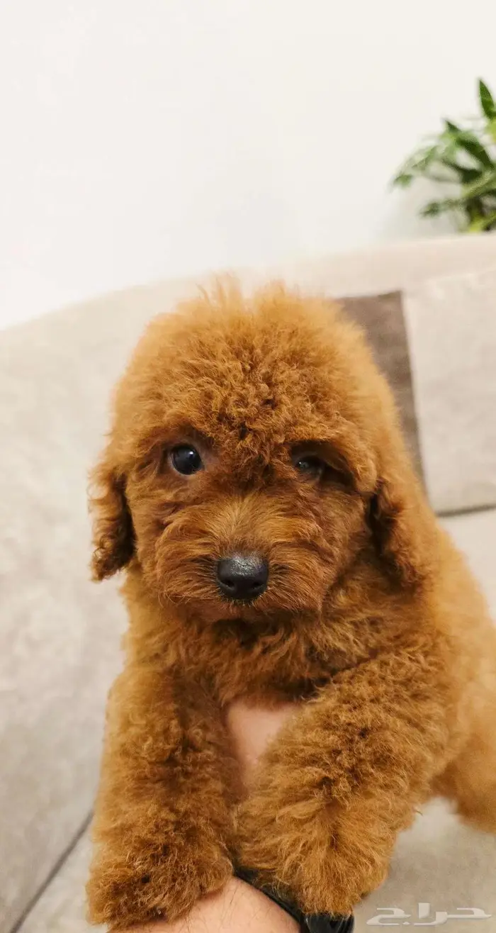 ميني توي بودل وبومرينيم ويوركي 20