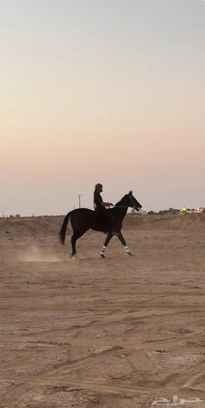 حصان انقليزي بطل 2