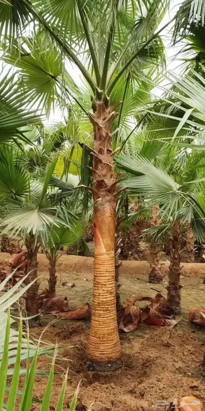 نخل واشنطني ونخل ملوكي للبيع 3