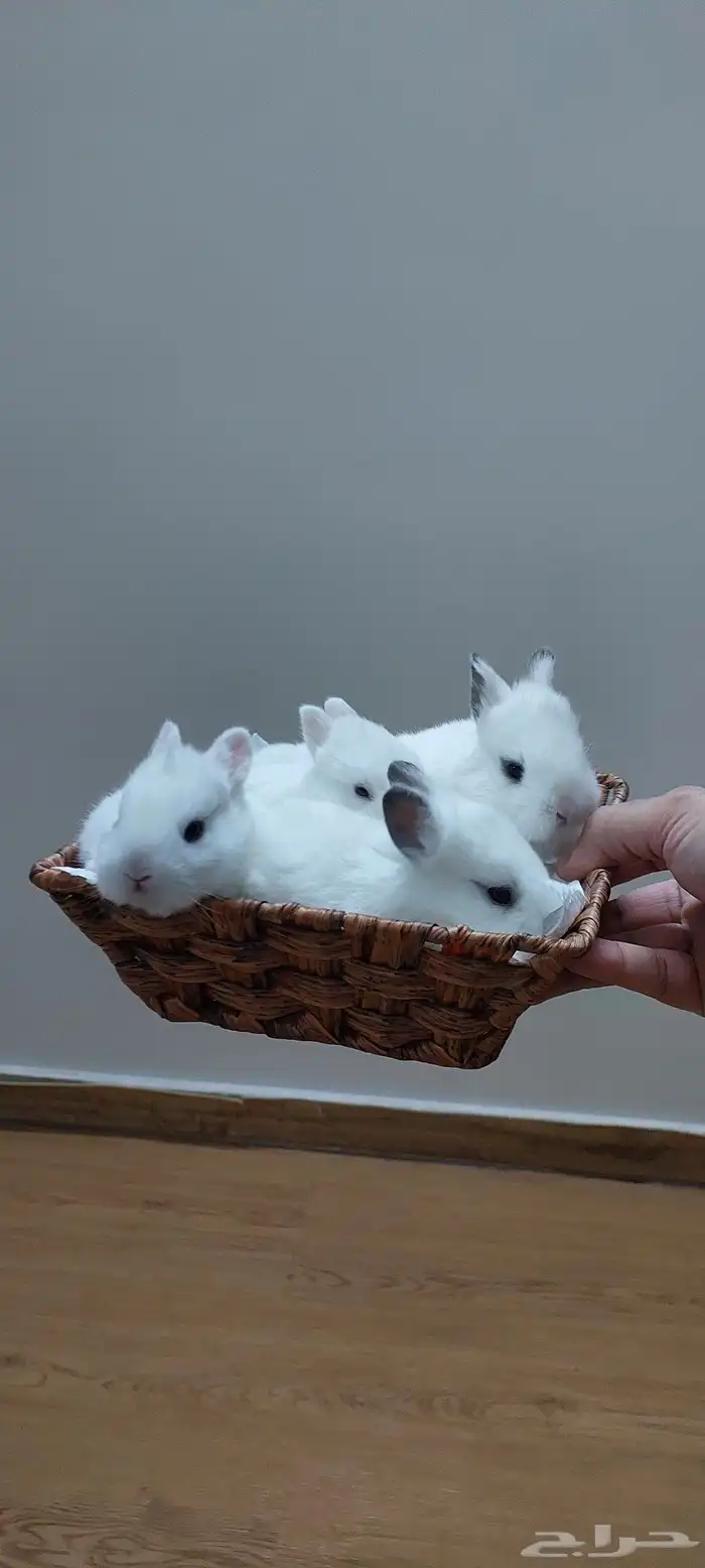 ارانب نذرلاند عمر صغير 2