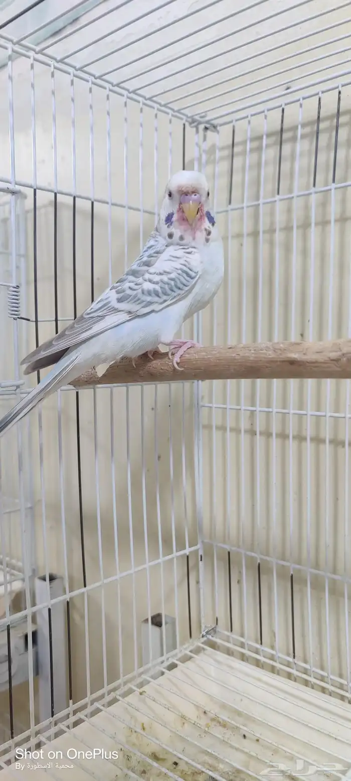 بادجي فالو 0