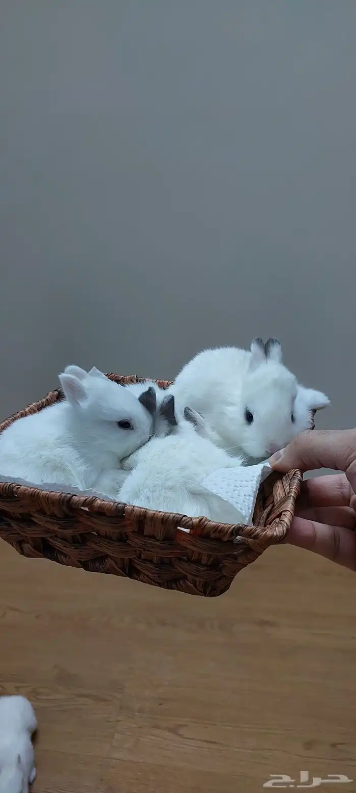 ارانب نذرلاند عمر صغير 1