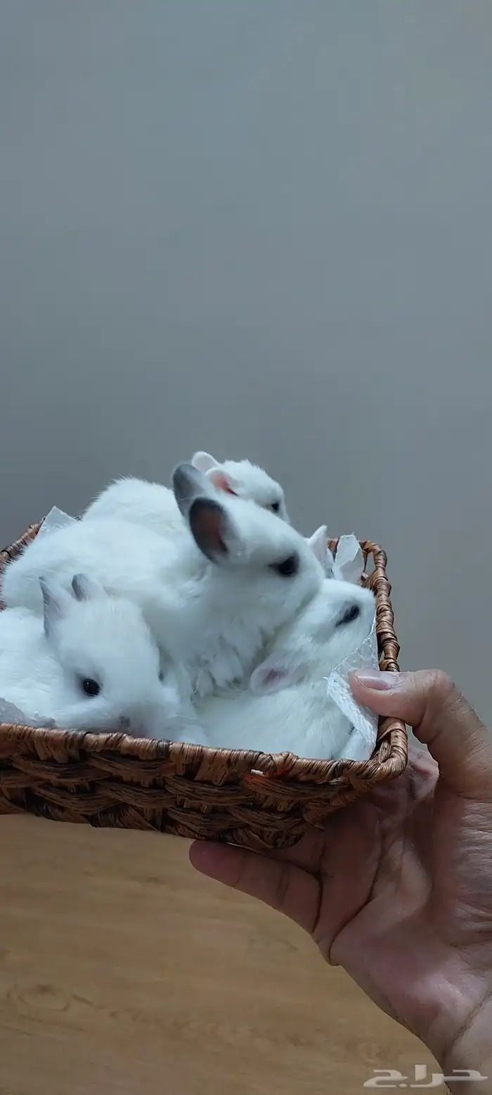 ارانب نذرلاند عمر صغير 3