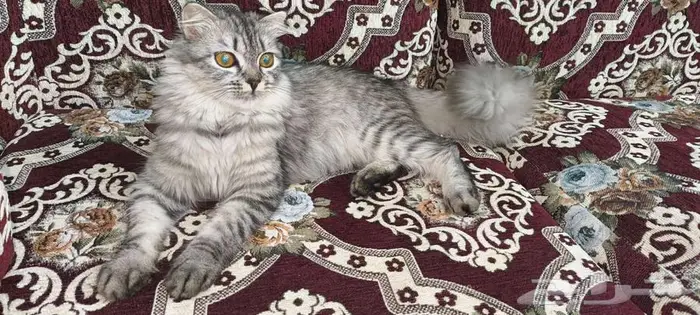 للتبني . . قطة جميلة جدا وكأنها أميرة . . 2