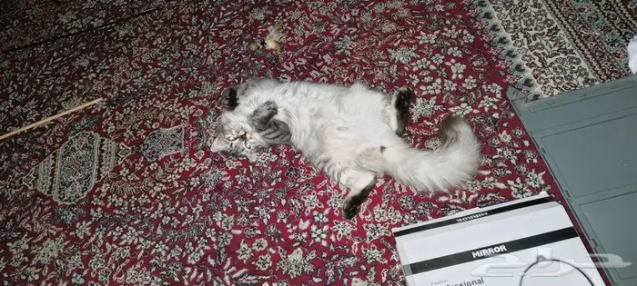 للتبني . . قطة جميلة جدا وكأنها أميرة . . 5