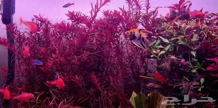 Aquarium plant rotala super red 2