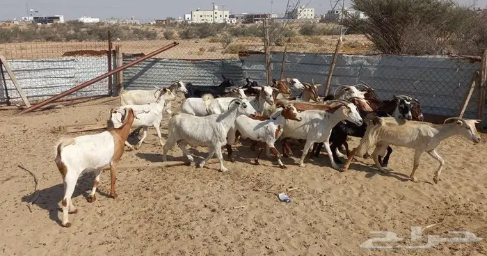 للبيع معزا 21 معها 18 4