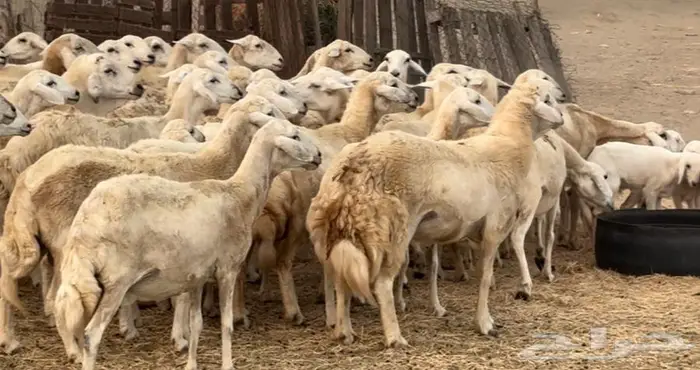 50 ضان حريات مولده بالقنفذة 0