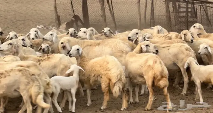 50 ضان حريات مولده بالقنفذة 1