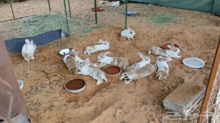 أرانب بلدية مشروع أمهات صحة 100 0