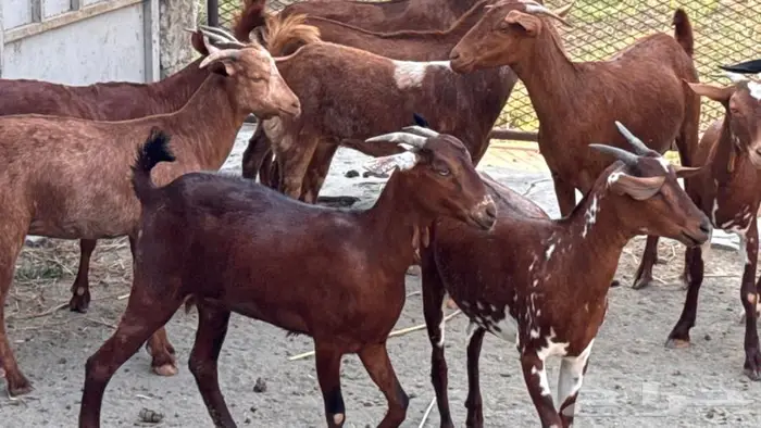 معزا دهم 11 3